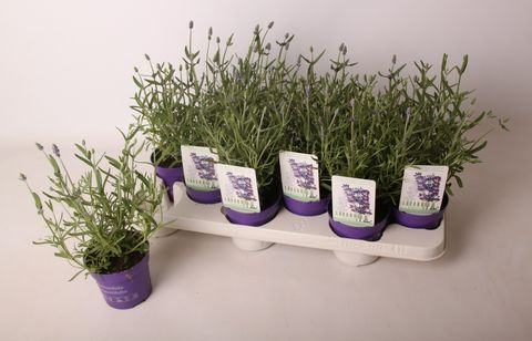 Lavanda